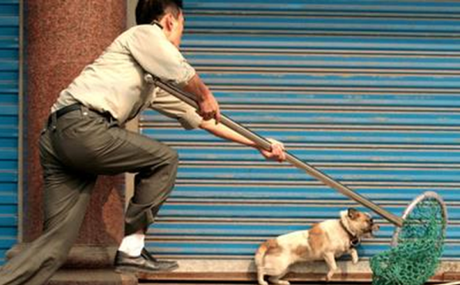 Thanh Hóa: Chỉ trong 1 đêm, hơn 40 con chó bị