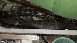 Video: Trăn khổng lồ nuốt chửng kỳ đà