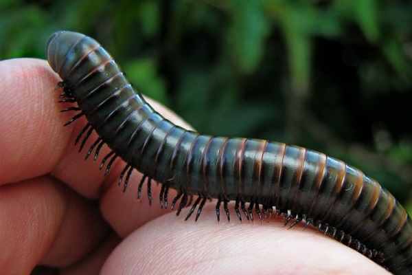 Video: Cận cảnh loài cuốn chiếu châu Phi khổng lồ có tới 400 chân