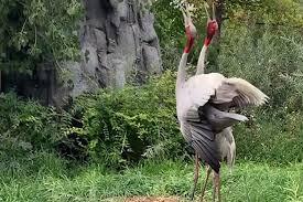 Video: Xúc động cảnh sếu bố mẹ mừng rỡ kêu to khi lần đầu trông thấy con