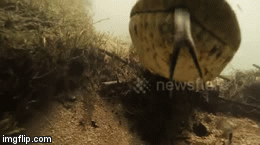 Video: Kinh hoàng khoảnh khắc thợ lặn đối mặt với trăn khổng lồ dưới sông