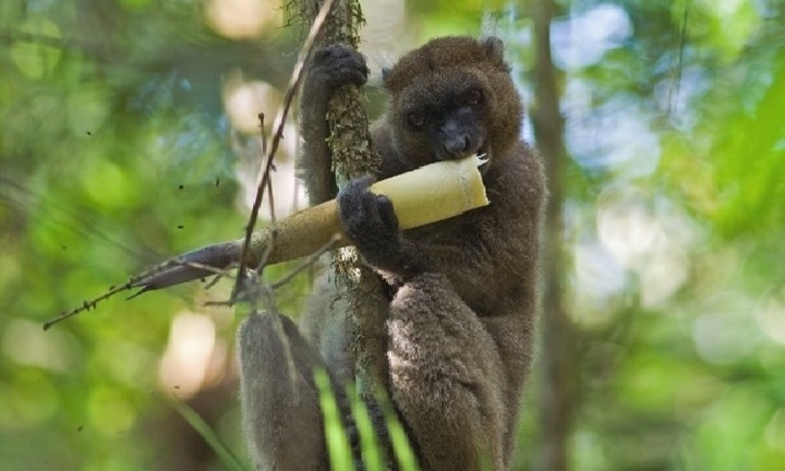 Vượn cáo vàng đối diện nguy cơ tuyệt chủng vì mỗi ngày đều ăn măng chứa chất độc xyanua