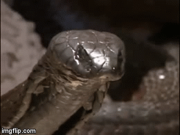 Video: Rắn hổ mang bám theo kỳ đà về tận hang để cướp mồi và cái kết bất ngờ