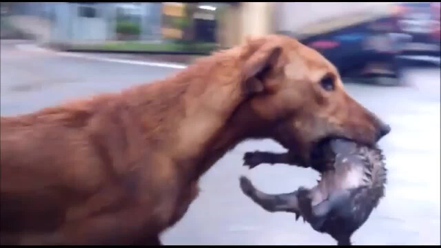 Video: Lo sợ nước cống dâng lên ngập ổ, chó mẹ cặm cụi tha 5 con đến chỗ cao