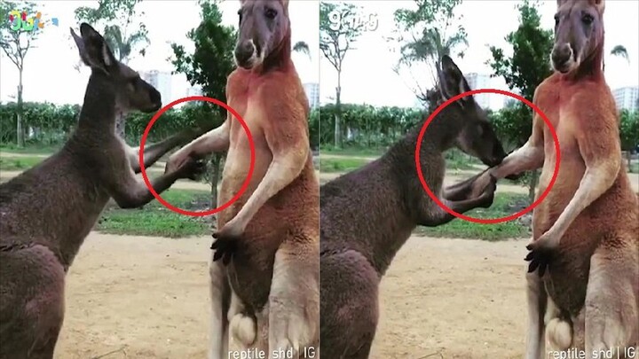 Kangaroo hôn tay rồi không ngừng nài nỉ xin lỗi bạn gây