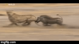 Video: Báo săn phi hết tốc lực đuổi kịp lợn bướu nhưng bất ngờ bị phản công, trận chiến sẽ ra sao?