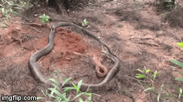 Video: Kỳ đà đụng độ hổ mang chúa khổng lồ giữa rừng sâu, số phận nó sẽ ra sao?