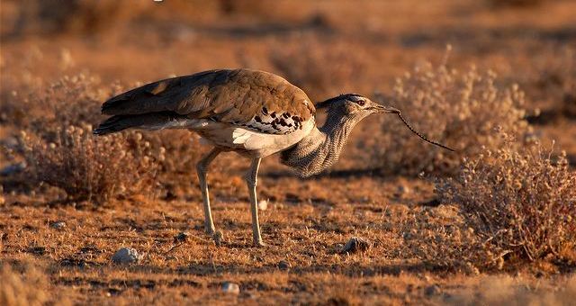 Kỳ lạ: Nặng tới 18 kg nhưng loài chim ở châu Phi vẫn cất cánh bay nhẹ nhàng