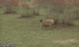 Video: Linh dương lăn đùng ra đất giả chết lừa cả báo săn lẫn linh cẩu và cái kết bất ngờ