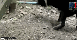 Video: Trận chiến 1 mất 1 còn giữa rắn hổ mang và chó đen, kết cục ra sao?