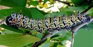 Sâu bướm – món ăn khoái khẩu ở châu Phi sẽ khiến bạn “khóc thét”