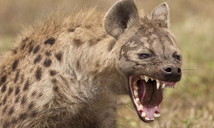 Video: Dựng tóc gáy nghe tiếng kêu của linh cẩu khi nhìn thấy thịt tươi