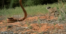 Video: Đàn cầy mangut đối mặt với robot rắn hổ mang và cái kết