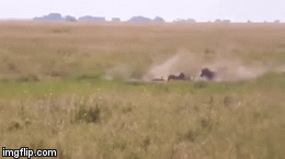 Video: Bị bắt mất con, lợn bướu nổi điên quay ngược lại húc văng báo săn lên không trung