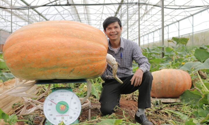 Cận cảnh quả bí ngô 