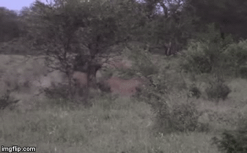 Video: Trâu rừng “quyết trận sống chết” với ba con sư tử để bảo vệ con và cái kết bất ngờ