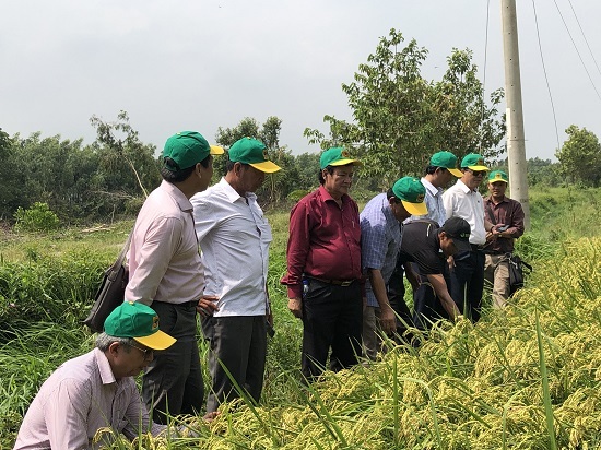 Bình Điền đẩy lên một bước chương trình canh tác lúa thông minh 