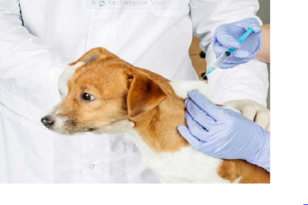 Trị triệt để ve chó nhờ bác sĩ thú y Hà Nội Khám tại nhà