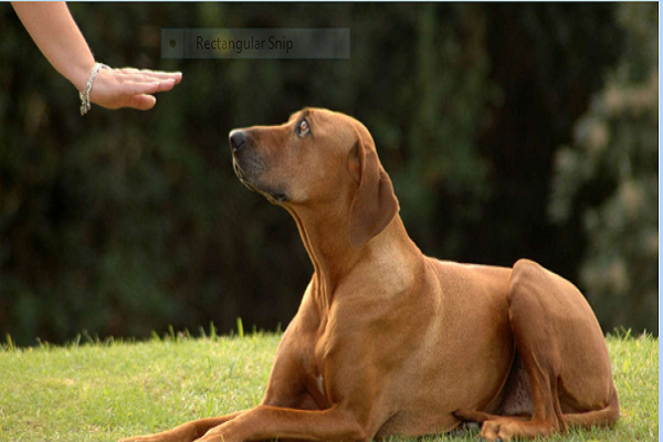 Bệnh viện thú y quốc tế bày cách huấn luyện chó con nghe lời