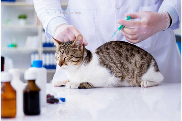 5 lợi ích xét nghiệm sinh hóa máu thú cưng tại bệnh viện thú y Hà Nội