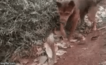 Video: Rắn hổ mang dùng chiêu độc khiến chó nhà không dám lại gần