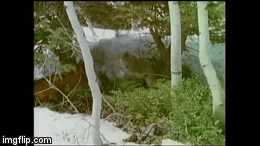 Vừa đánh đuổi chó sói, linh miêu lại bị kẻ thù thứ hai đến gây sự: Số phận của nó ra sao?