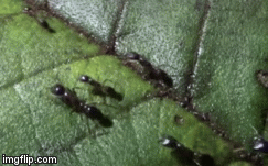 Video: Rùng mình cả nghìn con kiến lái xe bao vây, ăn sống chú sên xấu số