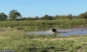 Video: Rơi vào tình huống “ngàn cân treo sợi tóc”, linh dương đầu bò vẫn khiến sư 2 lần chịu thiệt