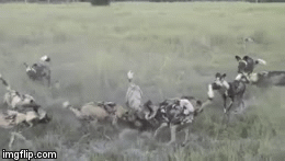 Video: Chó hoang bị đồng loại cắn xé tàn nhẫn, kết cục đầy bi thảm