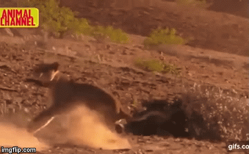 Video: Những pha phản công