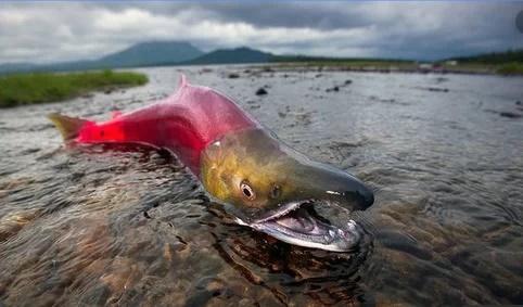 Video: Cá hồi đực chấp nhận hi sinh để bảo vệ con cái đẻ trứng