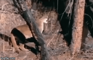 Video: Thấy con bị bắt nạt, báo mẹ lao như tên bắn dằn mặt 