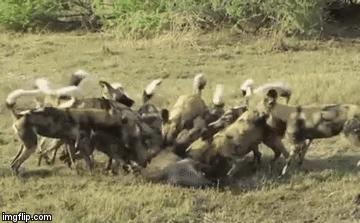 Video: Nghe tiếng rống của đồng loại, lợn bướu phi như tên bắn tới cứu thì gặp cảnh tượng kinh hoàng