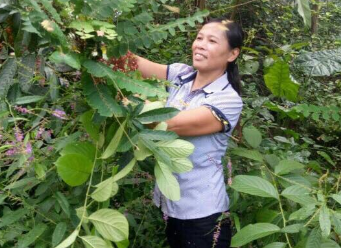 Lương y núi Tản với biệt tài chữa đau nhức xương khớp toàn thân