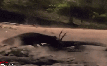 Video: Bị cơn đói hành hạ, rồng Komodo điên cuồng ăn tươi nuốt sống con mồi còn sống