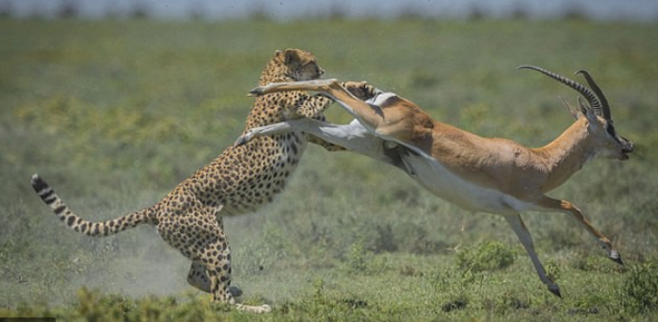 Video: Những màn trốn thoát 