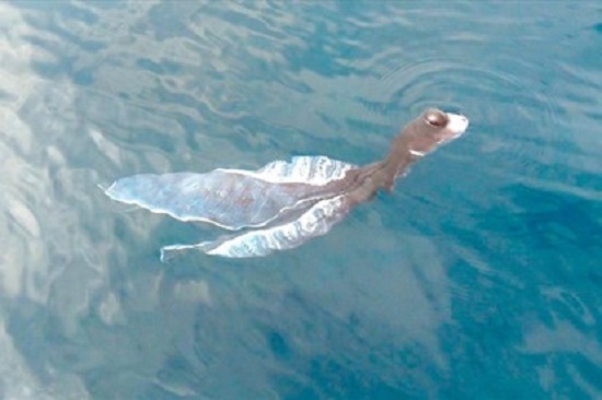 Video: Cận cảnh con vật kỳ lạ có thân như tà áo dài trên biển Phú Quý