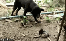 Video: Phát hiện rắn hổ mang đột nhập lãnh thổ, chó nhà quyết chiến bảo vệ chủ