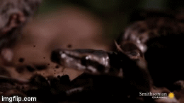 Video: Chiến thuật săn mồi giúp trăn đá non đoạt mạng chuột trong tích tắc