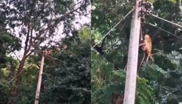 Video: Cố cứu đồng loại bị điện giật, đàn khỉ bị chết theo