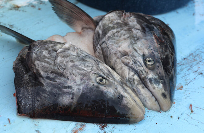 Khiếp sợ với món đầu cá thối của người Eskimo ở Alaska thách thức những người can đảm nhất