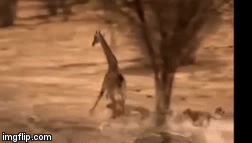 Video: Hươu cao cổ tung cước đá thẳng mặt sư tử, tẩu thoát ngoạn mục