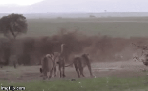 Video: Bị linh cẩu “xử” phũ phàng, sư tử muối mặt cúp đuôi bỏ chạy