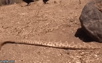 Video: Đứng trước kẻ thù này, rắn đuôi chuông “tắt điện” ngay lập tức