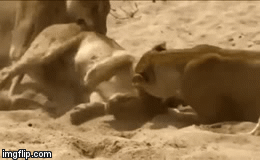 Video: Kinh hoàng cảnh sư tử rầm rập kéo quân bao vây cắn xé đồng loại không thương tiếc