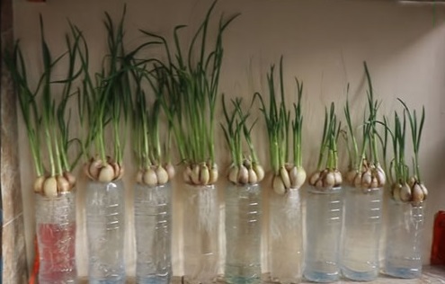 Video: Mách bạn cách trồng tỏi tại nhà vừa đơn giản lại hiệu quả