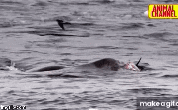 Video: Báo biển chặn đường, xé xác chim cánh cụt trong chớp mắt