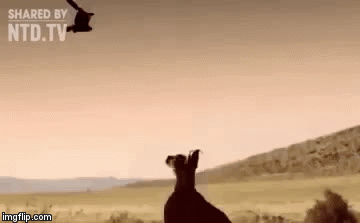 Video: Linh miêu phi thân như người nhện để bắt mồi, chim nhỏ vùng vẫy trong vô vọng