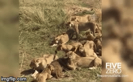 Video: Định húc bay kẻ thù, trâu rừng vô tình giết chết nghé con