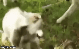 Video: Dính vết cắn chí mạng, rắn hổ mang bị bầy chó cắn xé điên cuồng